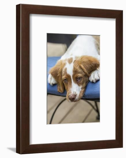 Issaquah, WA. Close-up of a two month old Brittany Spaniel reclining on a patio chair.-Janet Horton-Framed Photographic Print