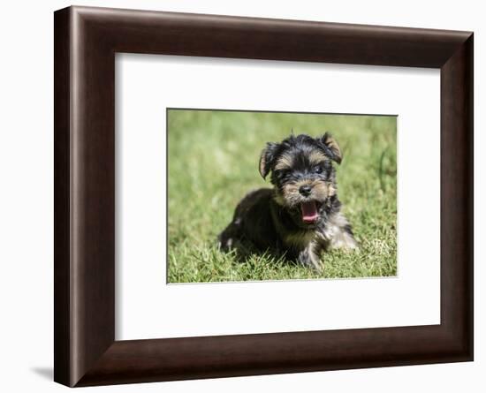 Issaquah, WA. Cute tiny Yorkshire Terrier puppy experiencing his first trip outside on a lawn.-Janet Horton-Framed Photographic Print
