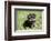 Issaquah, WA. Cute tiny Yorkshire Terrier puppy experiencing his first trip outside on a lawn.-Janet Horton-Framed Photographic Print