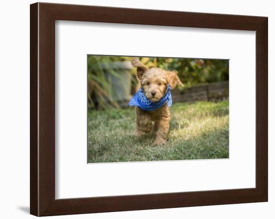 Issaquah, WA. Eight week old Goldendoodle puppy wearing a neckerchief while playing on the lawn.-Janet Horton-Framed Photographic Print