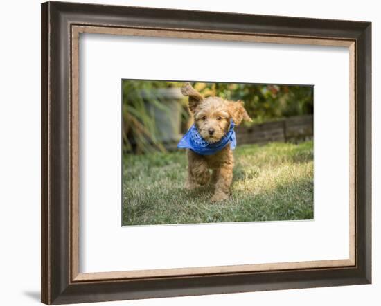 Issaquah, WA. Eight week old Goldendoodle puppy wearing a neckerchief while playing on the lawn.-Janet Horton-Framed Photographic Print
