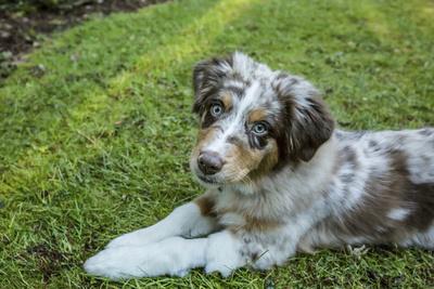 Issaquah Wa Four Month Old Red Merle Australian Shepherd Puppy Lying In The Grassy Lawn Photographic Print Janet Horton Art Com