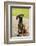 Issaquah, WA. Four month old Rhodesian Ridgeback puppy sitting on a wooden deck.-Janet Horton-Framed Photographic Print