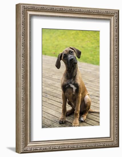 Issaquah, WA. Four month old Rhodesian Ridgeback puppy sitting on a wooden deck.-Janet Horton-Framed Photographic Print