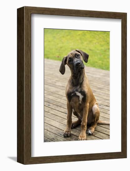 Issaquah, WA. Four month old Rhodesian Ridgeback puppy sitting on a wooden deck.-Janet Horton-Framed Photographic Print