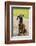 Issaquah, WA. Four month old Rhodesian Ridgeback puppy sitting on a wooden deck.-Janet Horton-Framed Photographic Print