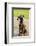 Issaquah, WA. Four month old Rhodesian Ridgeback puppy sitting on a wooden deck.-Janet Horton-Framed Photographic Print