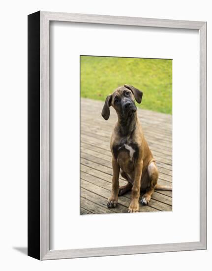 Issaquah, WA. Four month old Rhodesian Ridgeback puppy sitting on a wooden deck.-Janet Horton-Framed Photographic Print