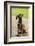 Issaquah, WA. Four month old Rhodesian Ridgeback puppy sitting on a wooden deck.-Janet Horton-Framed Photographic Print