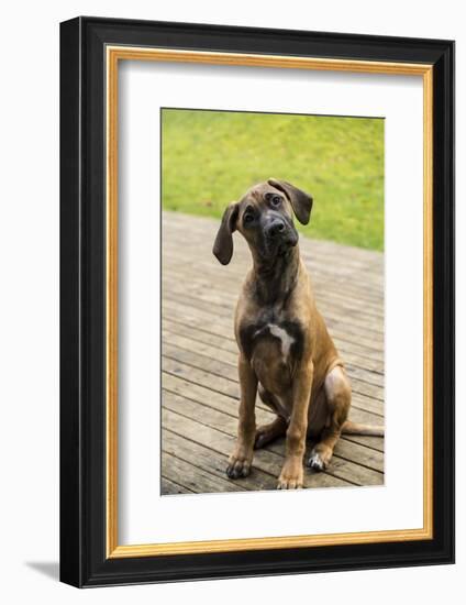 Issaquah, WA. Four month old Rhodesian Ridgeback puppy sitting on a wooden deck.-Janet Horton-Framed Photographic Print