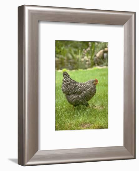 Issaquah, WA. Free-ranging Barred Plymouth Rock chicken 'Henny Penny' foraging on a lawn.-Janet Horton-Framed Photographic Print