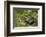 Issaquah, WA. Free-ranging Barred Plymouth Rock chicken in a flower bed.-Janet Horton-Framed Photographic Print