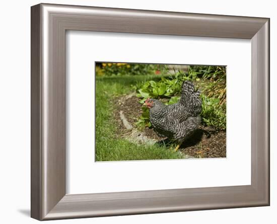 Issaquah, WA. Free-ranging Barred Plymouth Rock chicken in a flower bed.-Janet Horton-Framed Photographic Print