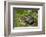 Issaquah, WA. Free-ranging Barred Plymouth Rock chicken in a flower bed.-Janet Horton-Framed Photographic Print