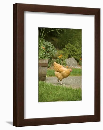 Issaquah, WA. Free-ranging Buff Orpington chicken foraging about a backyard.-Janet Horton-Framed Photographic Print