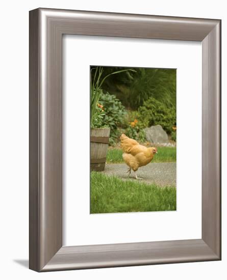 Issaquah, WA. Free-ranging Buff Orpington chicken foraging about a backyard.-Janet Horton-Framed Photographic Print