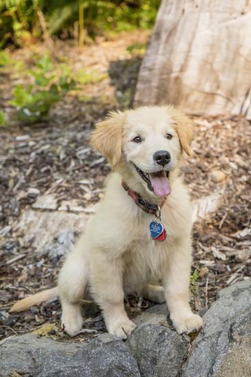 Issaquah Wa Golden Retriever Puppy Sitting Atop A Stone