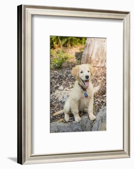 Issaquah, WA. Golden Retriever puppy sitting atop a stone retaining wall.-Janet Horton-Framed Photographic Print