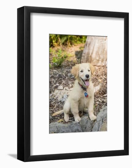 Issaquah, WA. Golden Retriever puppy sitting atop a stone retaining wall.-Janet Horton-Framed Photographic Print