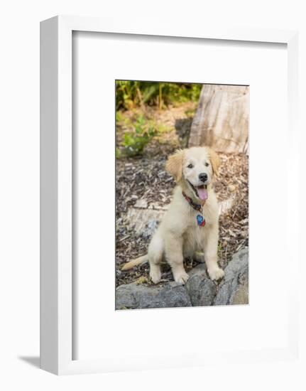 Issaquah, WA. Golden Retriever puppy sitting atop a stone retaining wall.-Janet Horton-Framed Photographic Print