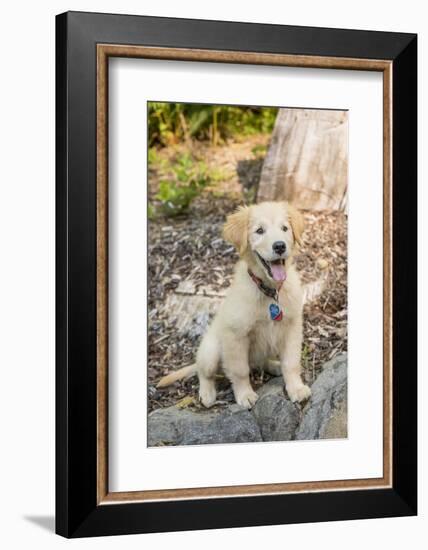 Issaquah, WA. Golden Retriever puppy sitting atop a stone retaining wall.-Janet Horton-Framed Photographic Print