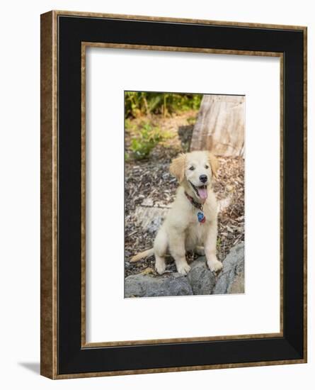 Issaquah, WA. Golden Retriever puppy sitting atop a stone retaining wall.-Janet Horton-Framed Photographic Print