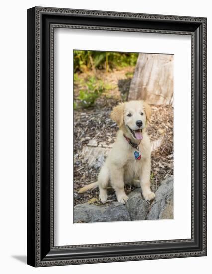 Issaquah, WA. Golden Retriever puppy sitting atop a stone retaining wall.-Janet Horton-Framed Photographic Print