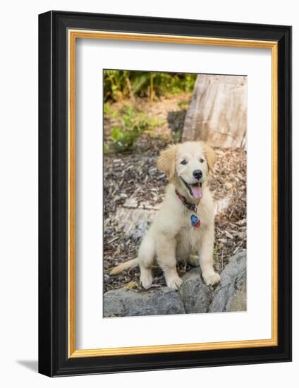 Issaquah, WA. Golden Retriever puppy sitting atop a stone retaining wall.-Janet Horton-Framed Photographic Print