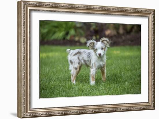 Issaquah, WA. Mini Australian Shepherd puppy playing in his yard-Janet Horton-Framed Photographic Print