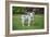 Issaquah, WA. Mini Australian Shepherd puppy playing in his yard-Janet Horton-Framed Photographic Print