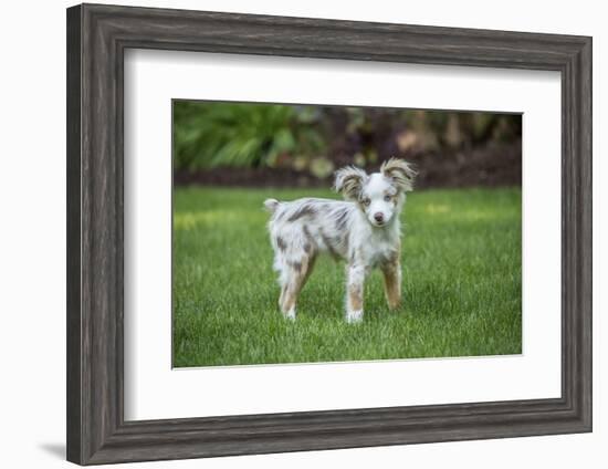 Issaquah, WA. Mini Australian Shepherd puppy playing in his yard-Janet Horton-Framed Photographic Print