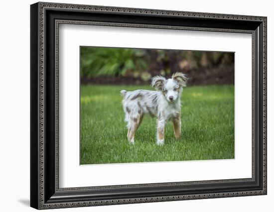 Issaquah, WA. Mini Australian Shepherd puppy playing in his yard-Janet Horton-Framed Photographic Print