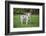 Issaquah, WA. Mini Australian Shepherd puppy playing in his yard-Janet Horton-Framed Photographic Print