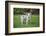 Issaquah, WA. Mini Australian Shepherd puppy playing in his yard-Janet Horton-Framed Photographic Print