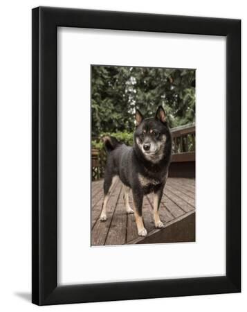Issaquah Wa Portrait Of A Three Year Old Shiba Inu Dog Posing On A Wooden Deck Photographic Print By Janet Horton Artcom