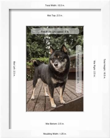Issaquah Wa Portrait Of A Three Year Old Shiba Inu Dog Posing On A Wooden Deck Photographic Print By Janet Horton Artcom