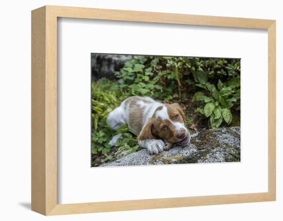 Issaquah, WA. Two month old Brittany Spaniel enjoying a chew stick.-Janet Horton-Framed Photographic Print