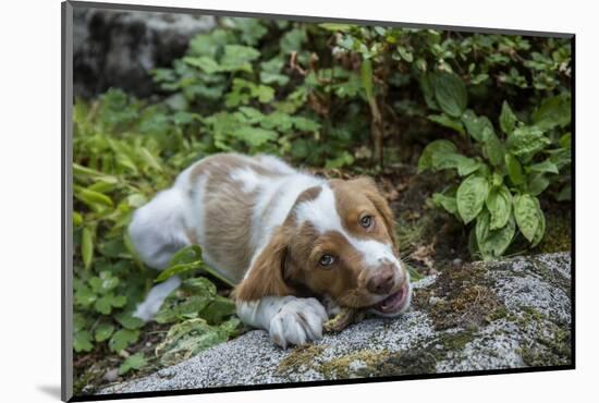 Issaquah, WA. Two month old Brittany Spaniel enjoying a chew stick.-Janet Horton-Mounted Photographic Print