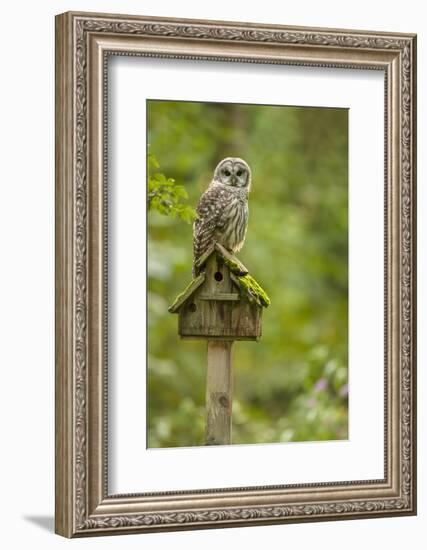 Issaquah, Washington State, USA. Barred owl perched on an old birdhouse.-Janet Horton-Framed Photographic Print