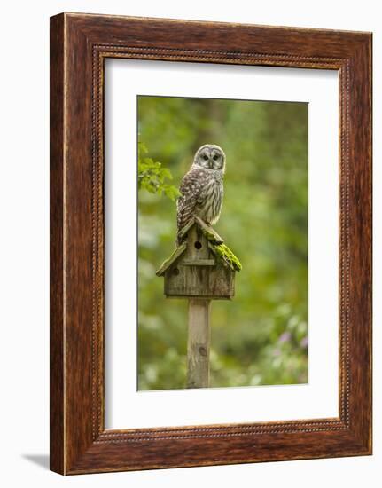 Issaquah, Washington State, USA. Barred owl perched on an old birdhouse.-Janet Horton-Framed Photographic Print