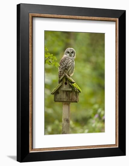 Issaquah, Washington State, USA. Barred owl perched on an old birdhouse.-Janet Horton-Framed Photographic Print