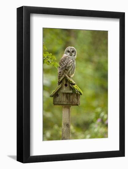 Issaquah, Washington State, USA. Barred owl perched on an old birdhouse.-Janet Horton-Framed Photographic Print