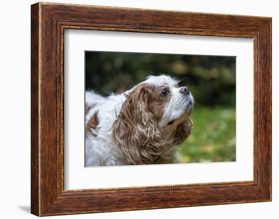 Issaquah, Washington State, USA. Elderly Cavalier King Charles Spaniel sniffing the air.-Janet Horton-Framed Photographic Print