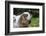 Issaquah, Washington State, USA. Elderly Cavalier King Charles Spaniel sniffing the air.-Janet Horton-Framed Photographic Print