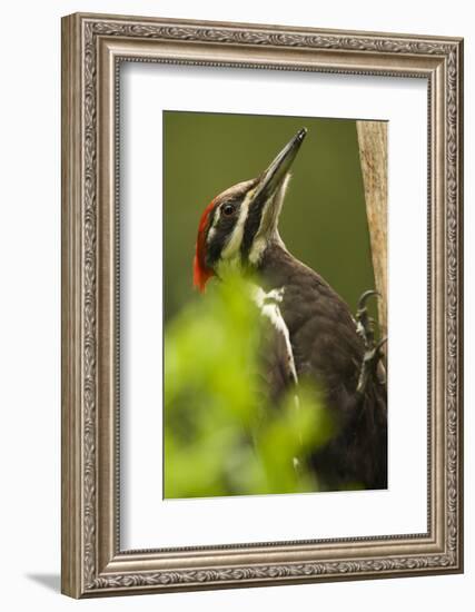 Issaquah, Washington State, USA. Pileated woodpecker close-up on a tree trunk.-Janet Horton-Framed Photographic Print