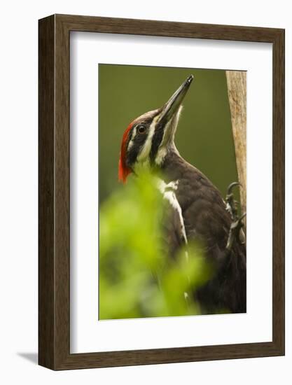Issaquah, Washington State, USA. Pileated woodpecker close-up on a tree trunk.-Janet Horton-Framed Photographic Print