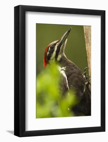 Issaquah, Washington State, USA. Pileated woodpecker close-up on a tree trunk.-Janet Horton-Framed Photographic Print