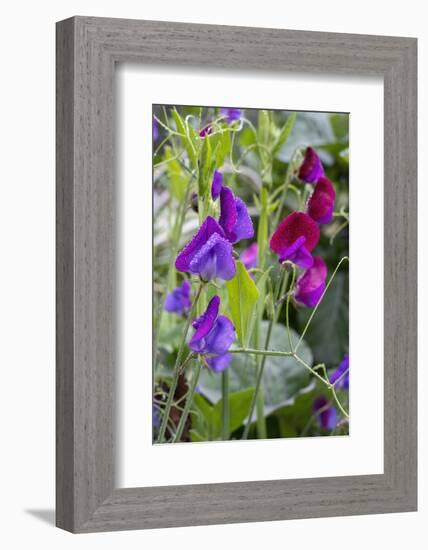 Issaquah, Washington State, USA. Sweet Pea flowers, also known as Perennial pea or Everlasting pea-Janet Horton-Framed Photographic Print