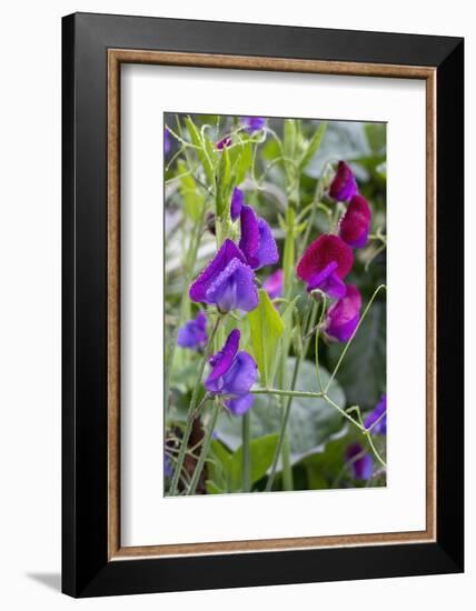 Issaquah, Washington State, USA. Sweet Pea flowers, also known as Perennial pea or Everlasting pea-Janet Horton-Framed Photographic Print