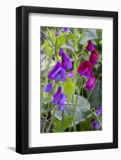 Issaquah, Washington State, USA. Sweet Pea flowers, also known as Perennial pea or Everlasting pea-Janet Horton-Framed Photographic Print